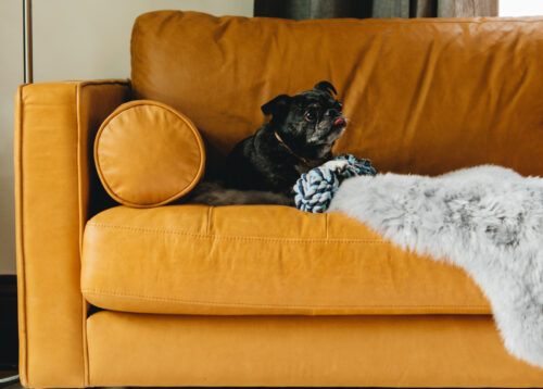 Pet friendly Furniture Options